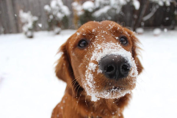 Warm Up Winter:  Six Ways to Keep Your Pup Active On and Off Their Leash | LuxeMutt