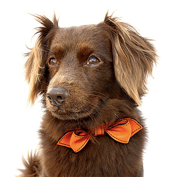 California Tangerine Martini Bowtie Leather Dog Collar - LuxeMutt