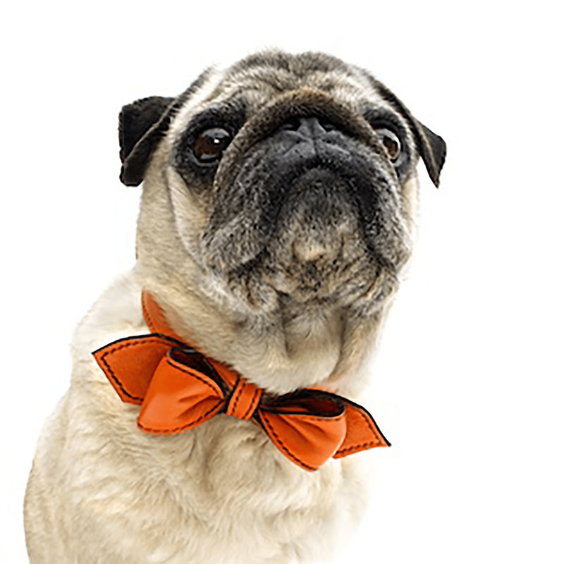 California Tangerine Martini Bowtie Leather Dog Collar