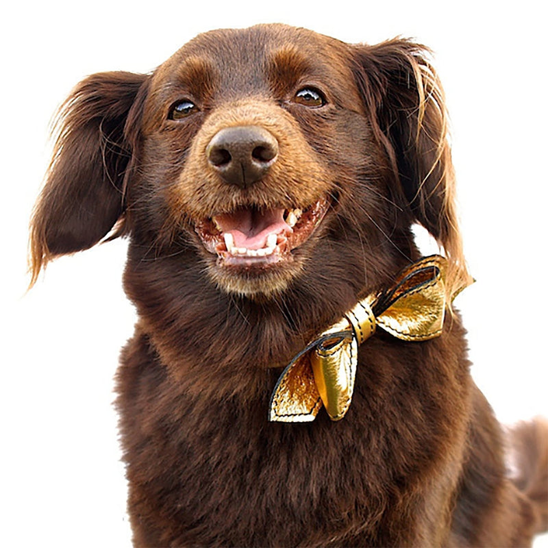 Heart of Gold Martini Bowtie Leather Dog Collar