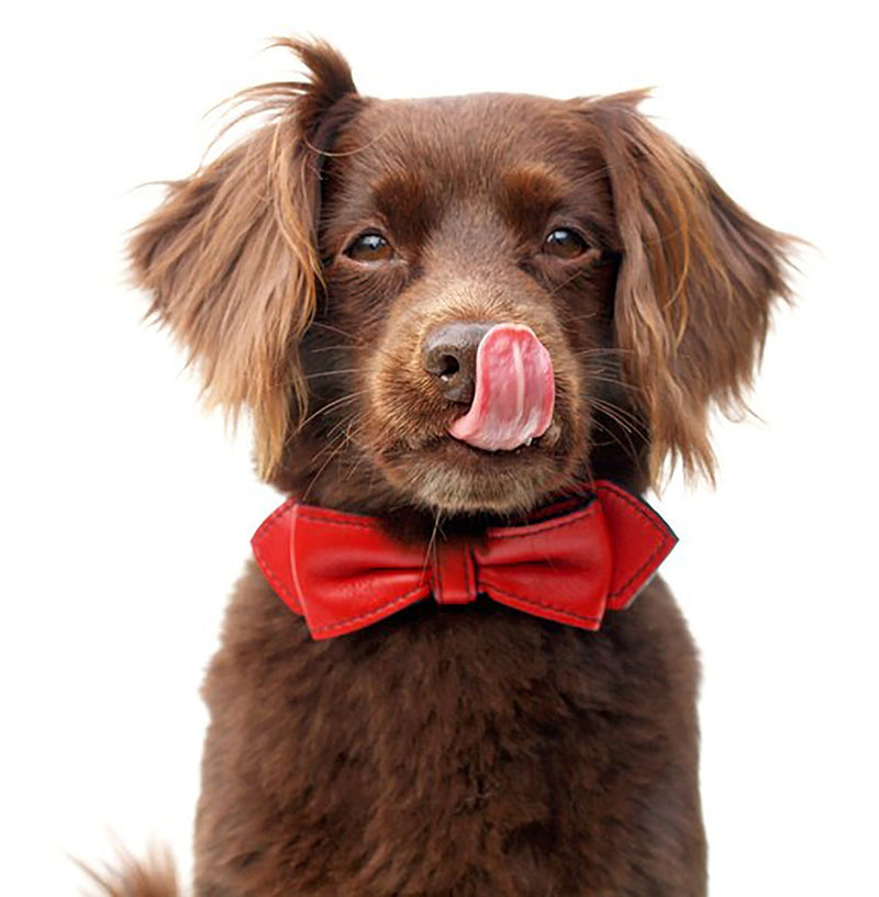 Renegade Red Martini Bowtie Leather Dog Collar