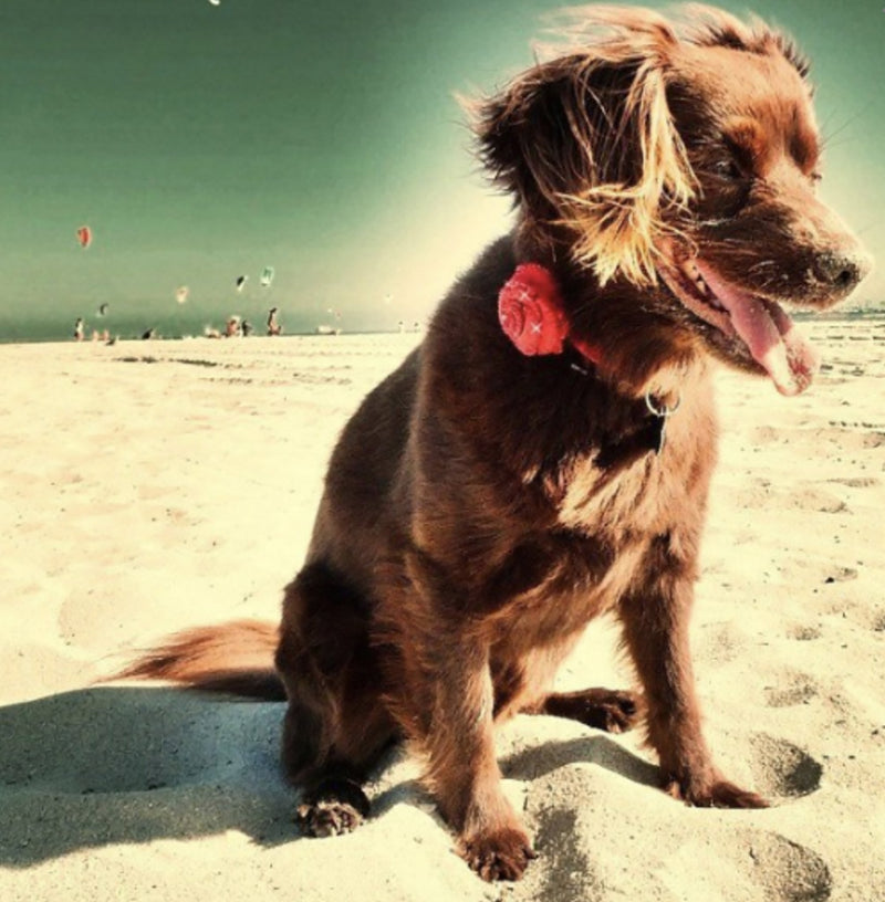 Renegade Red Rosalicious Leather Dog Collar