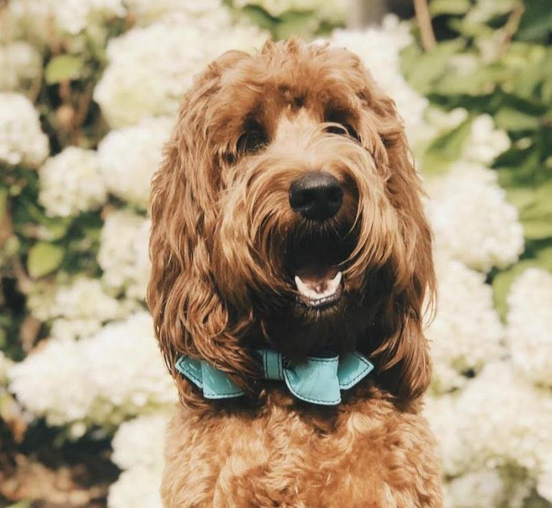 Seafoam Green Martini Bowtie Leather Dog Collar