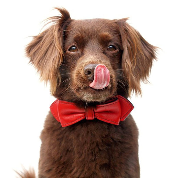 Bowtie Dog Collars: Prepping Your Pup for the Holidays in Style | LuxeMutt