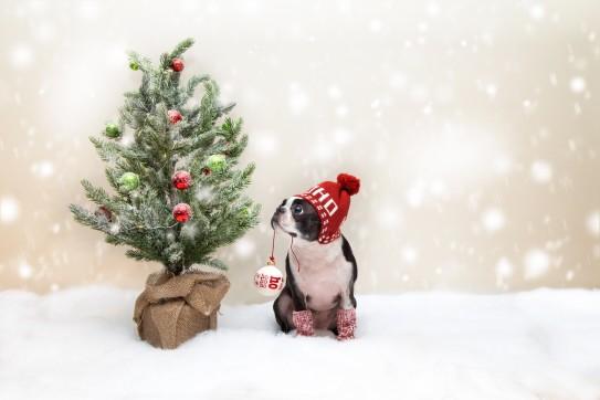 Don’t Forget the Dog: 5 Ways to Include Your Puppy in the Holidays | LuxeMutt