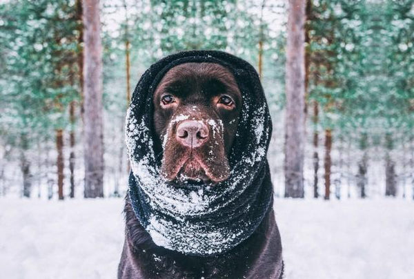 How to Keep Your Dog Active in the Cold | LuxeMutt