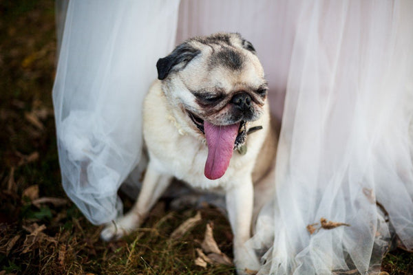 Incorporating Your Dog into Your Big Day | LuxeMutt