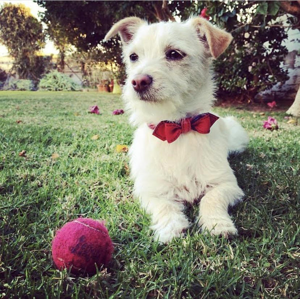 Our Favorite Fabulous Bowtie Leashes | LuxeMutt