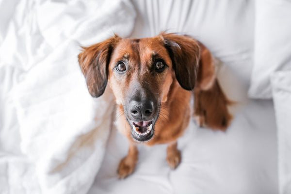 Say Cheese! How to Take the Perfect Picture of Your Dog | LuxeMutt