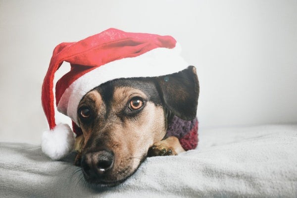 Tips for a Festive Fur Baby | LuxeMutt