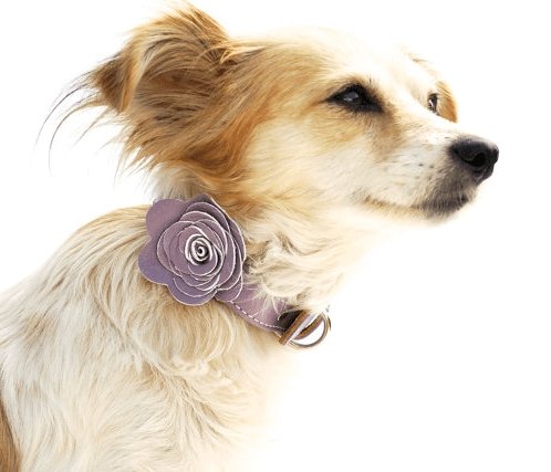 The Flower Child Lavendar Leather Dog Collar
